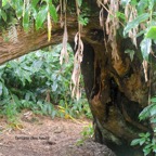 Acacia heterophylla Tamarin des hauts Fabaceae Endémique La Réunion 673.jpeg